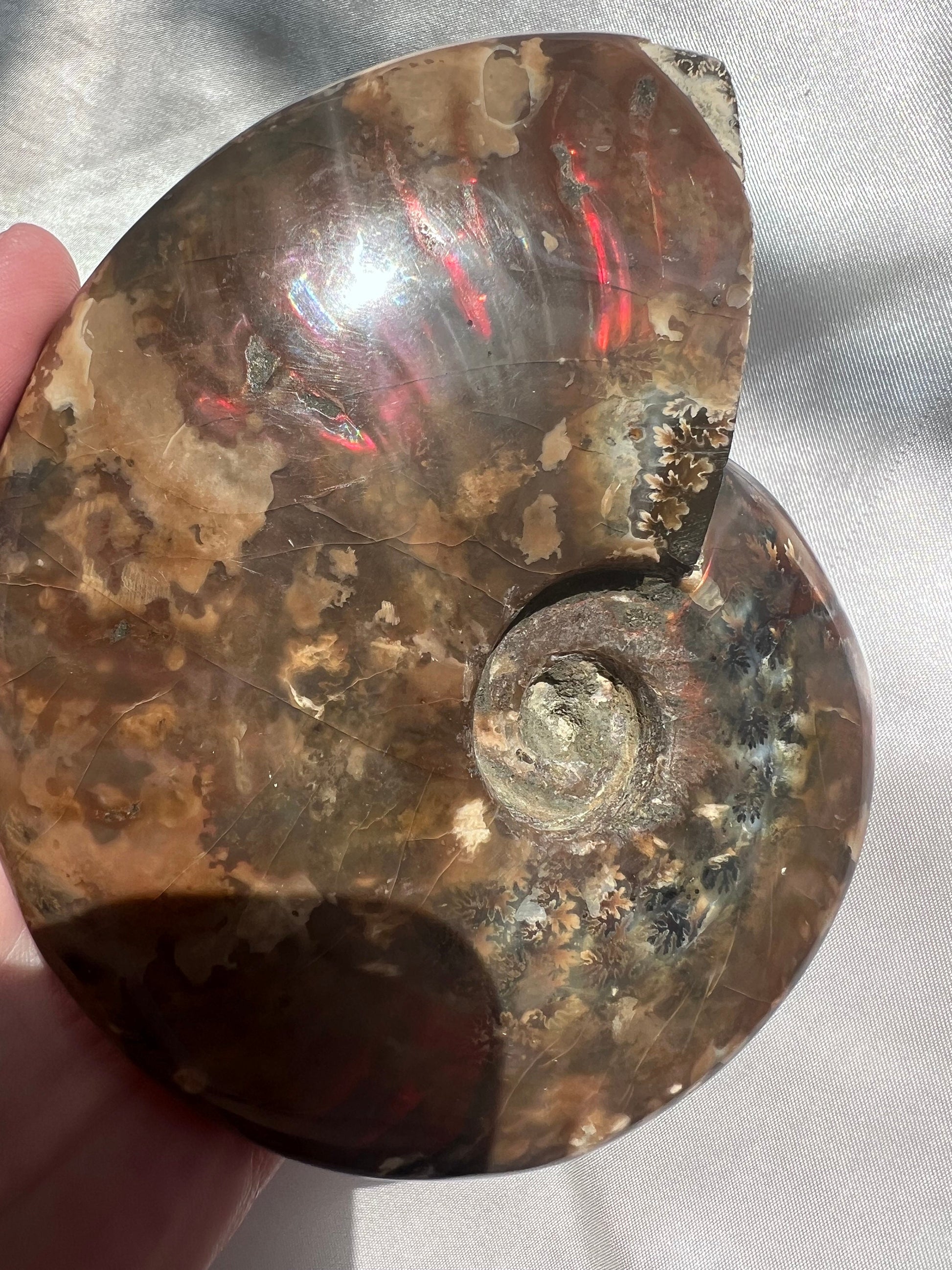 Gorgeous Large Ammonite Fossil Jurassic Period Fossil Madagascar Ammonite