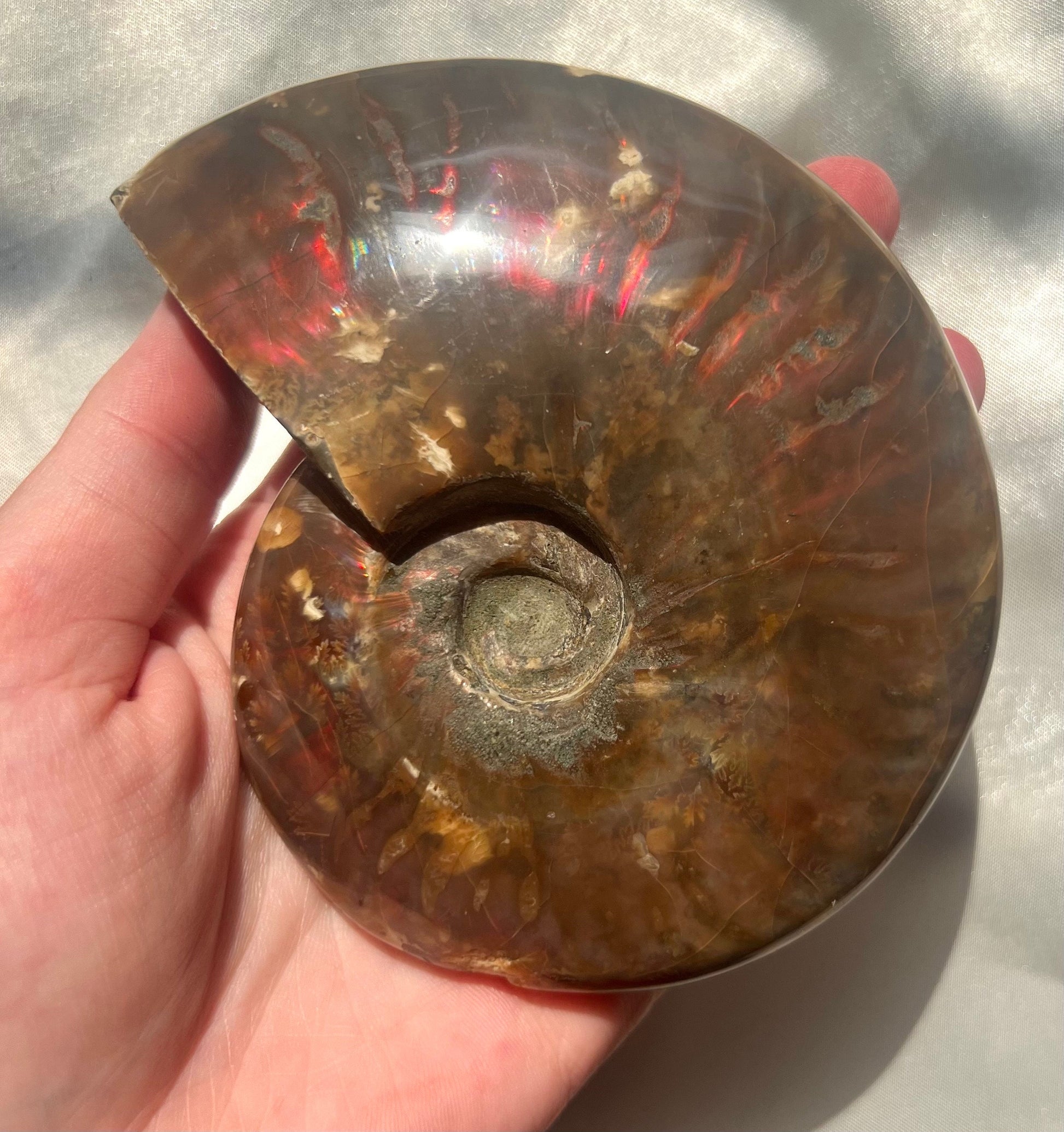 Gorgeous Large Ammonite Fossil Jurassic Period Fossil Madagascar Ammonite