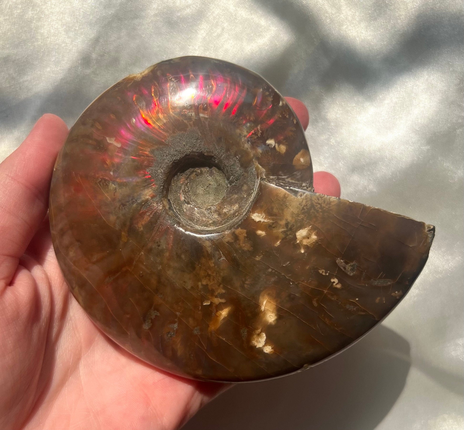 Gorgeous Large Ammonite Fossil Jurassic Period Fossil Madagascar Ammonite