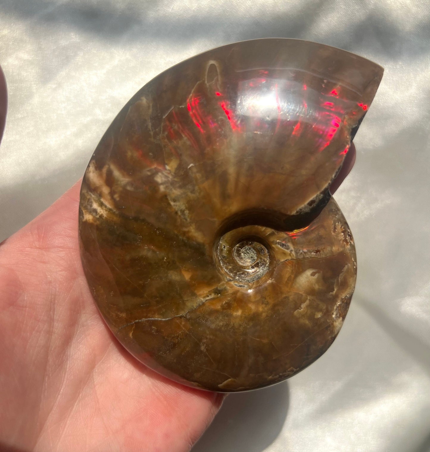 Gorgeous Large Rainbow Opalized Ammonite Fossil Jurassic Period Fossil Madagascar Ammonite