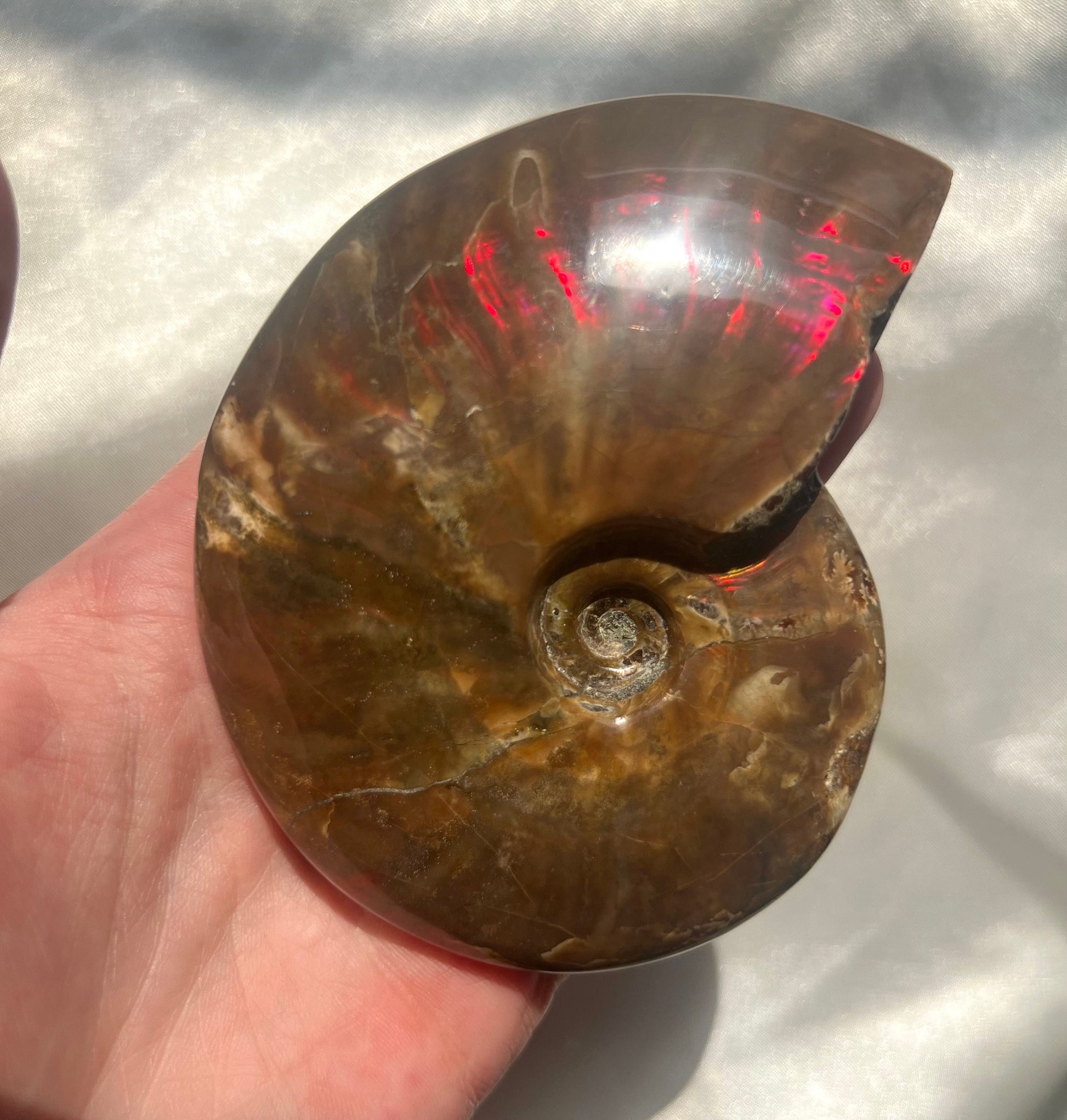 Gorgeous Large Rainbow Opalized Ammonite Fossil Jurassic Period Fossil Madagascar Ammonite
