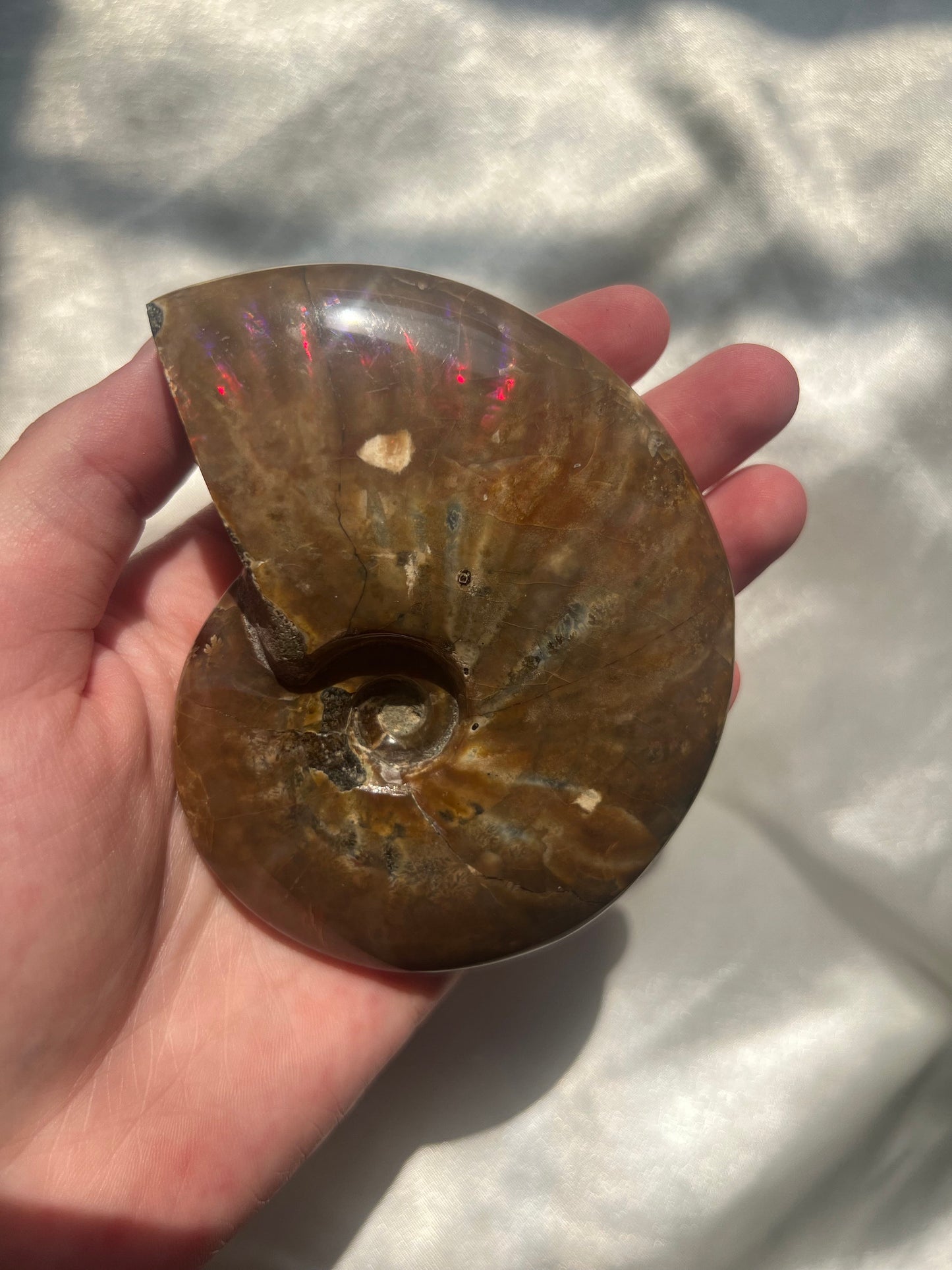 Gorgeous Large Rainbow Opalized Ammonite Fossil Jurassic Period Fossil Madagascar Ammonite