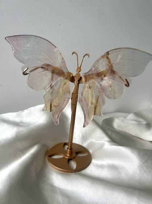 Gorgeous Transluscent Candy Fluorite Butterfly Wings with Display