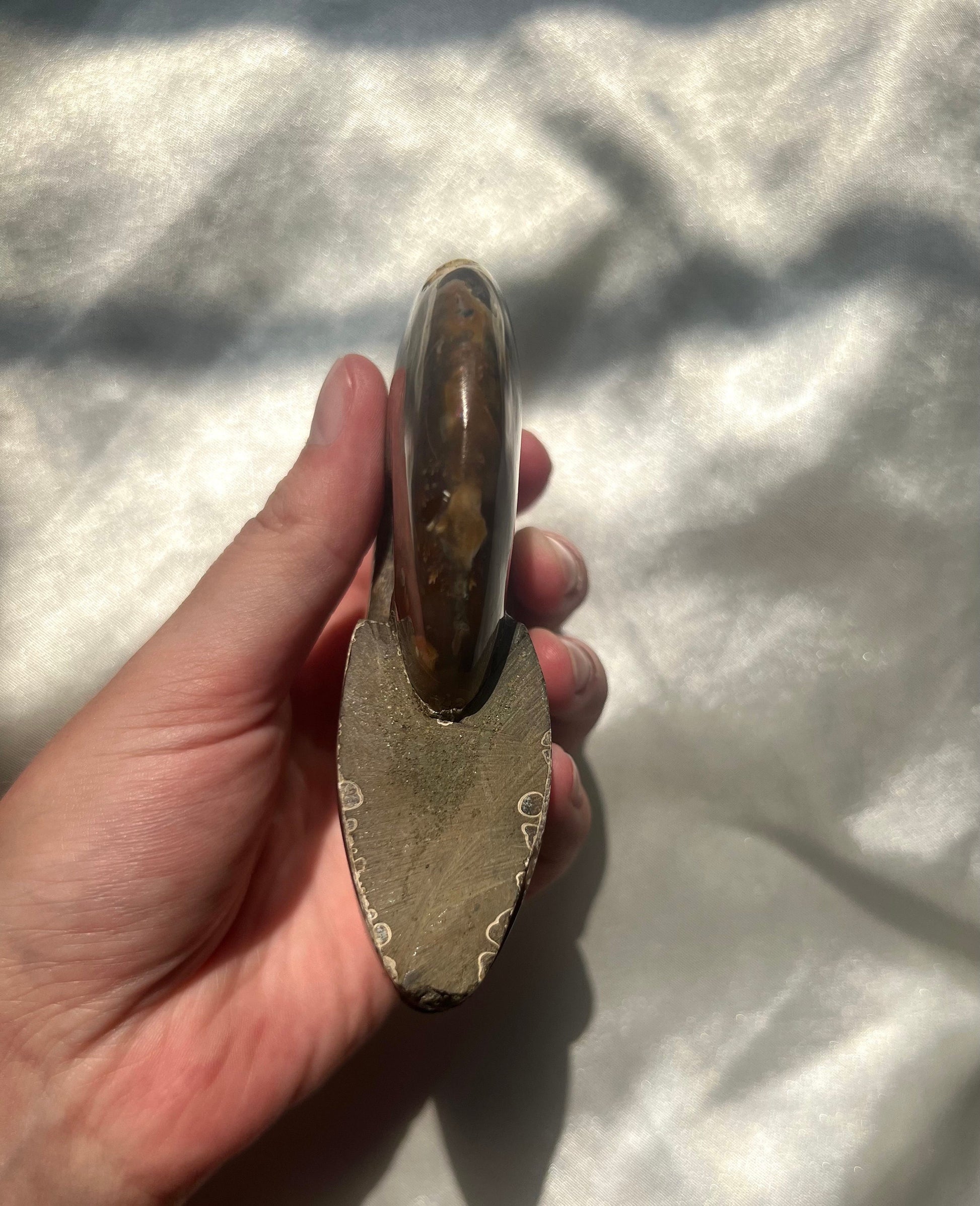 Gorgeous Large Ammonite Fossil Jurassic Period Fossil Madagascar Ammonite