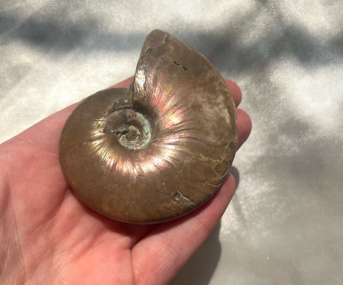 Gorgeous Opalized Ammonite Fossil Jurassic Period Fossil Madagascar Ammonite