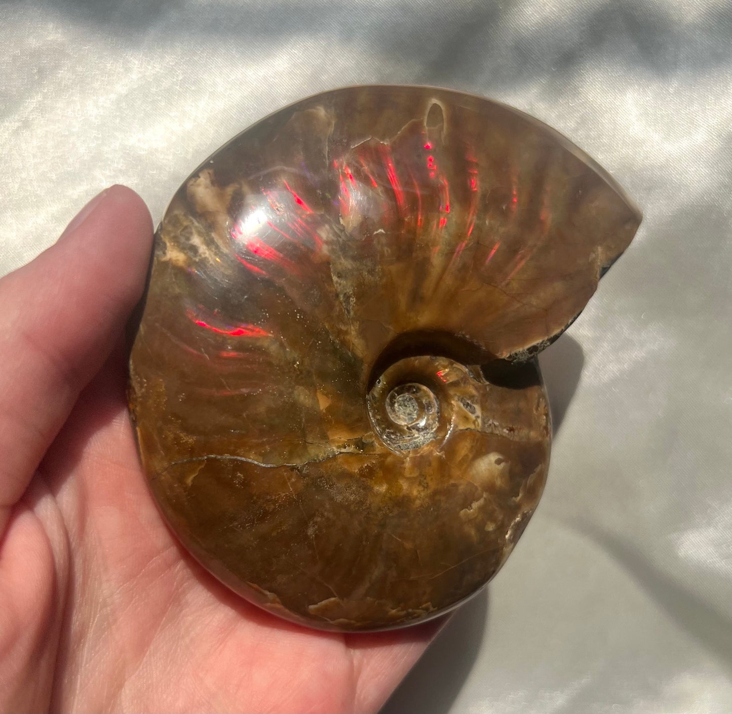 Gorgeous Large Rainbow Opalized Ammonite Fossil Jurassic Period Fossil Madagascar Ammonite