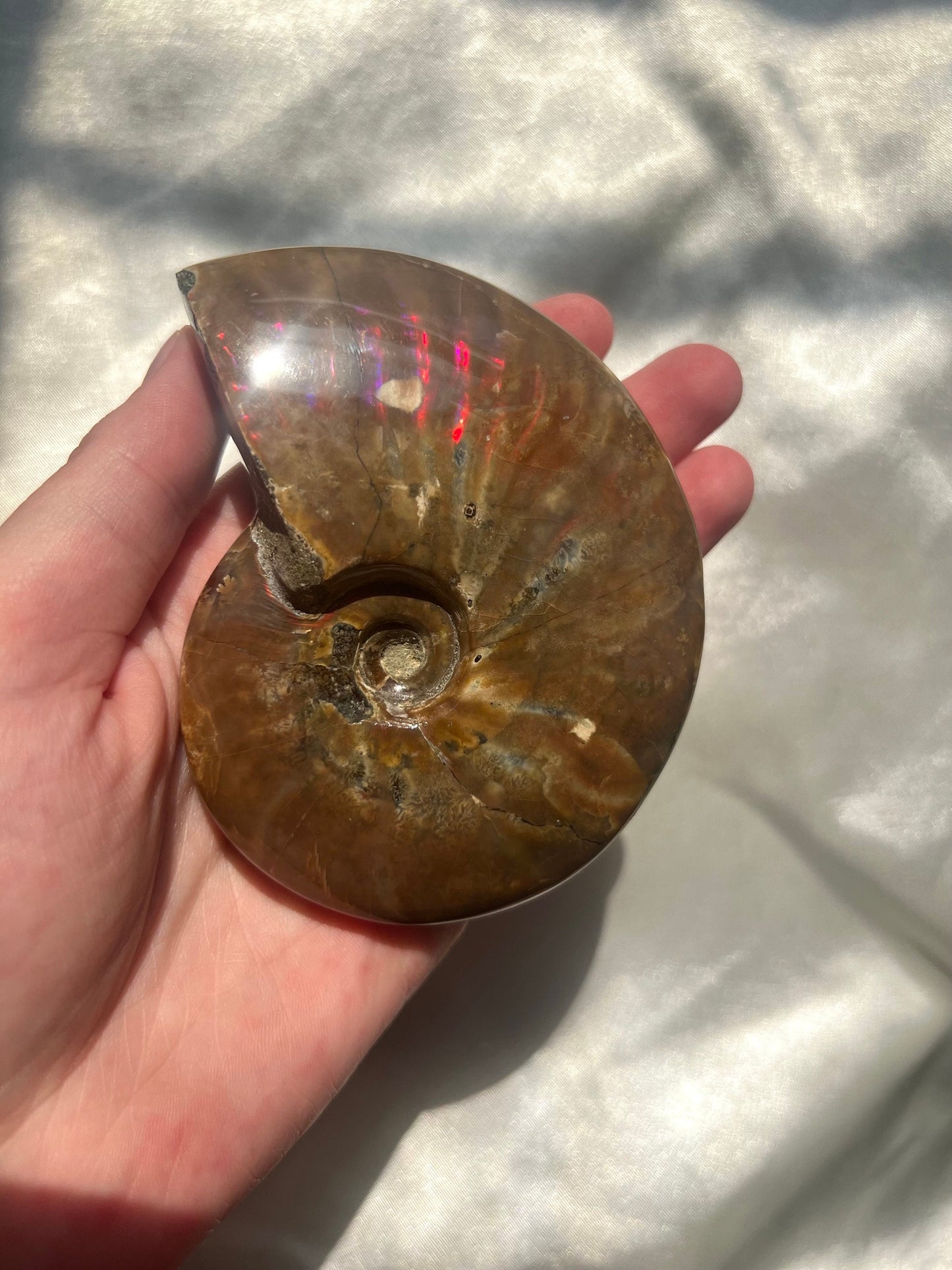Gorgeous Large Rainbow Opalized Ammonite Fossil Jurassic Period Fossil Madagascar Ammonite
