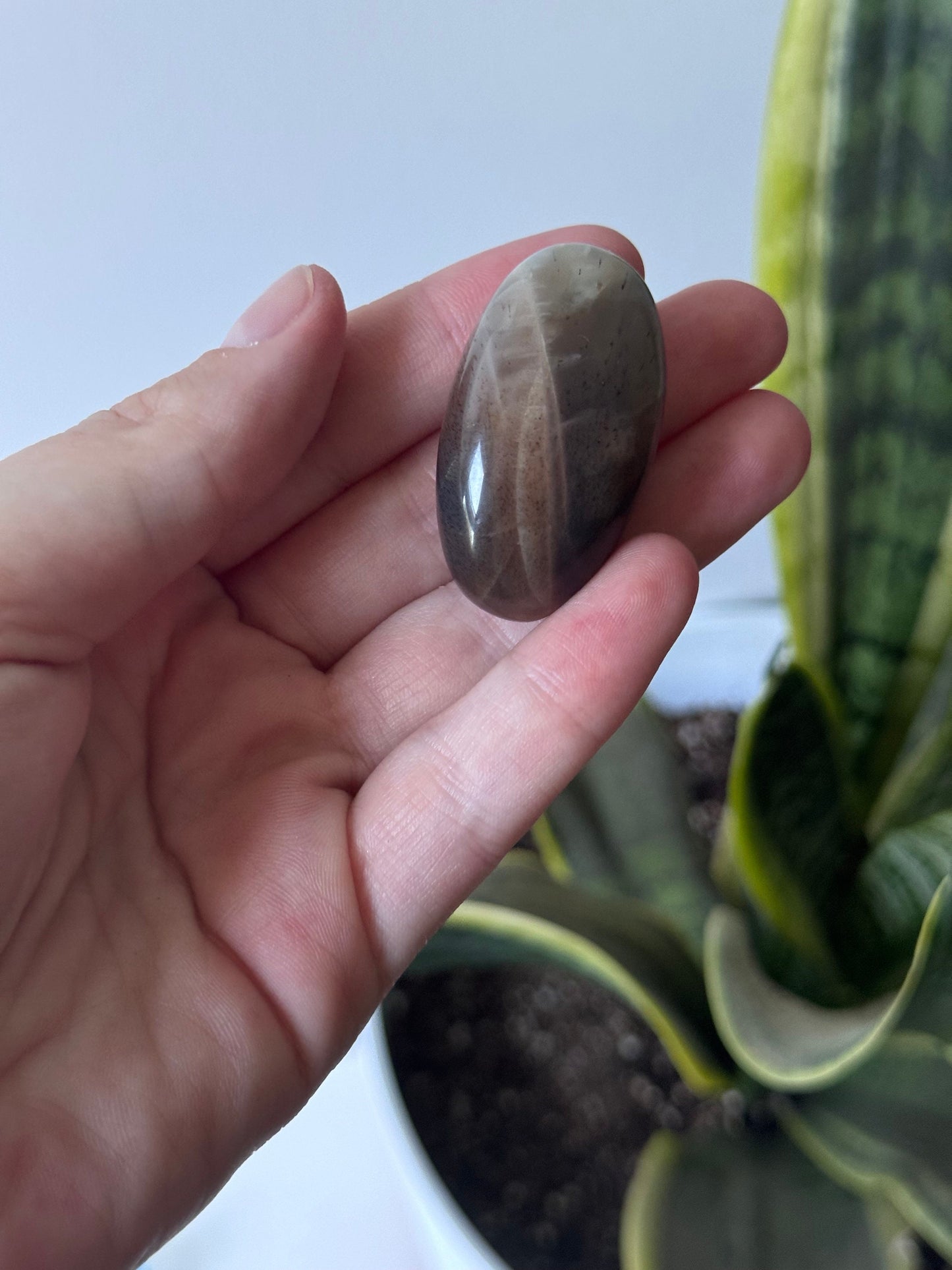 Gorgeous Chocolate Moonstone Shiva with White Flash | Brown Moonstone Oval