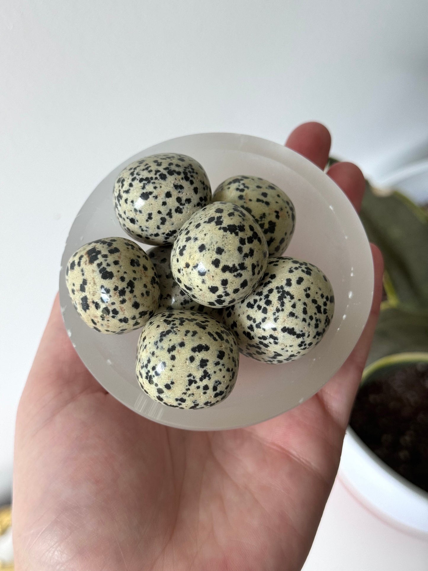 Large Dalmatian Jasper Tumbled Stones | (1) One Dalmatian Jasper Tumble