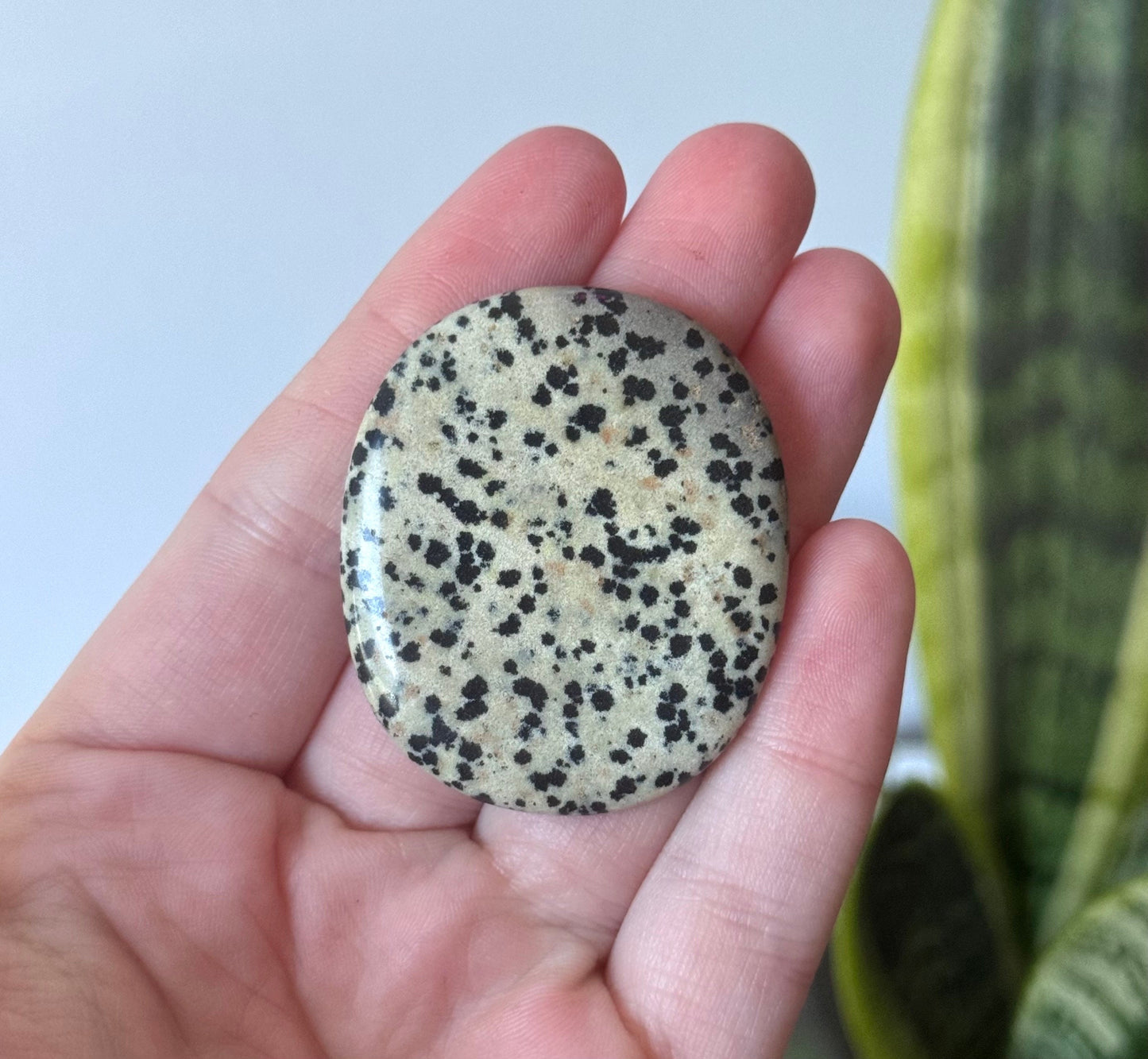Beautiful Dalmatian Jasper Flat Stone | One Dalmatian Jasper Round Palm Stone Pocket Stone Worry Stone