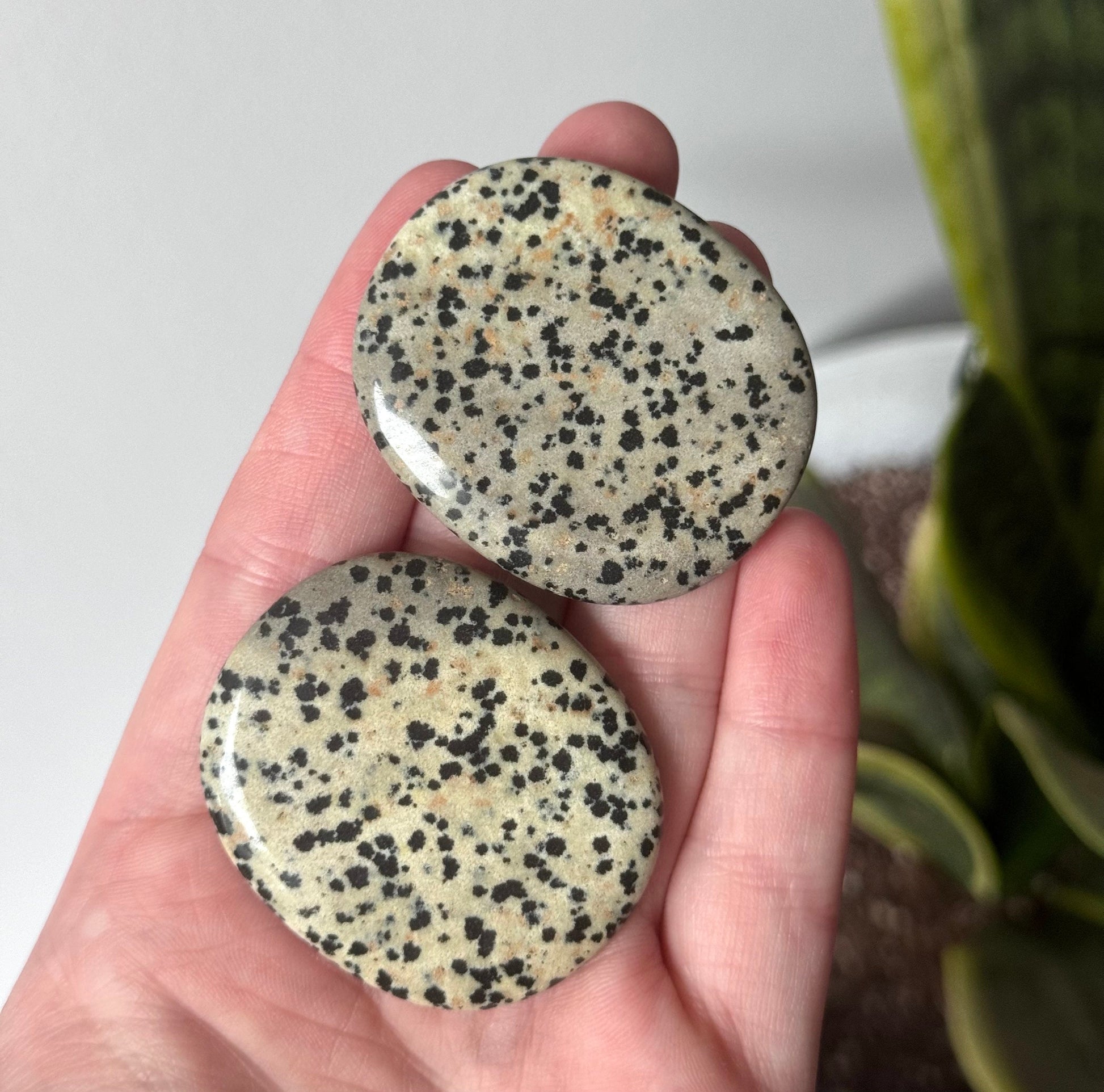 Beautiful Dalmatian Jasper Flat Stone | One Dalmatian Jasper Round Palm Stone Pocket Stone Worry Stone