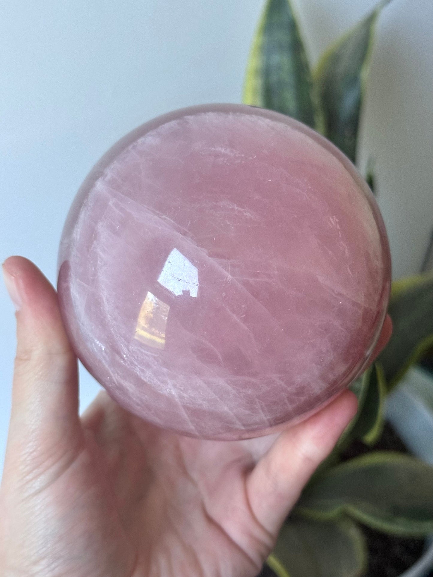 XL Gorgeous Rose Quartz Sphere with Star Flash | 95mm Rose Quartz Ball with Asterism