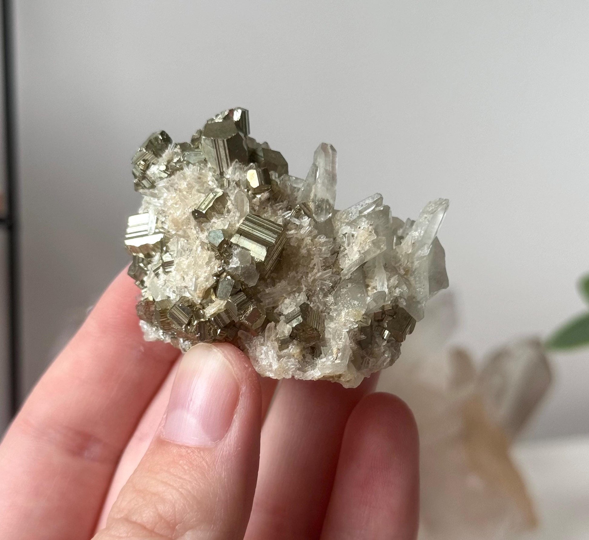High Quality Caribbean Calcite Palm Stone Carribean Calcite Palmstone #4