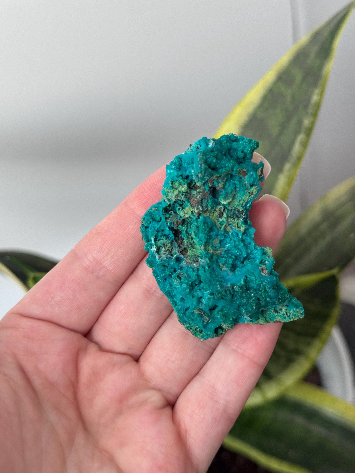 Beautiful Chrysocolla Specimen from Cunyari Mine in Peru | Cunyari Chrysocolla