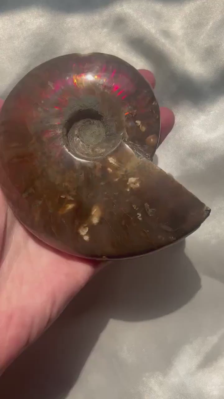 Gorgeous Large Ammonite Fossil Jurassic Period Fossil Madagascar Ammonite