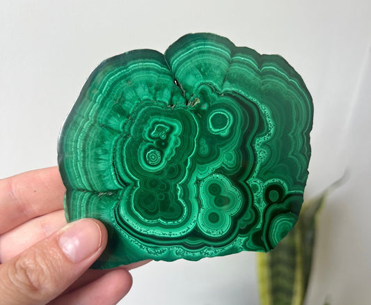 Gorgeous Malachite Mini Slab | Polished Banded Malachite Slice