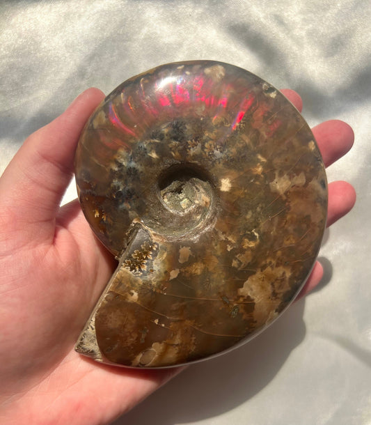 Gorgeous Large Ammonite Fossil Jurassic Period Fossil Madagascar Ammonite