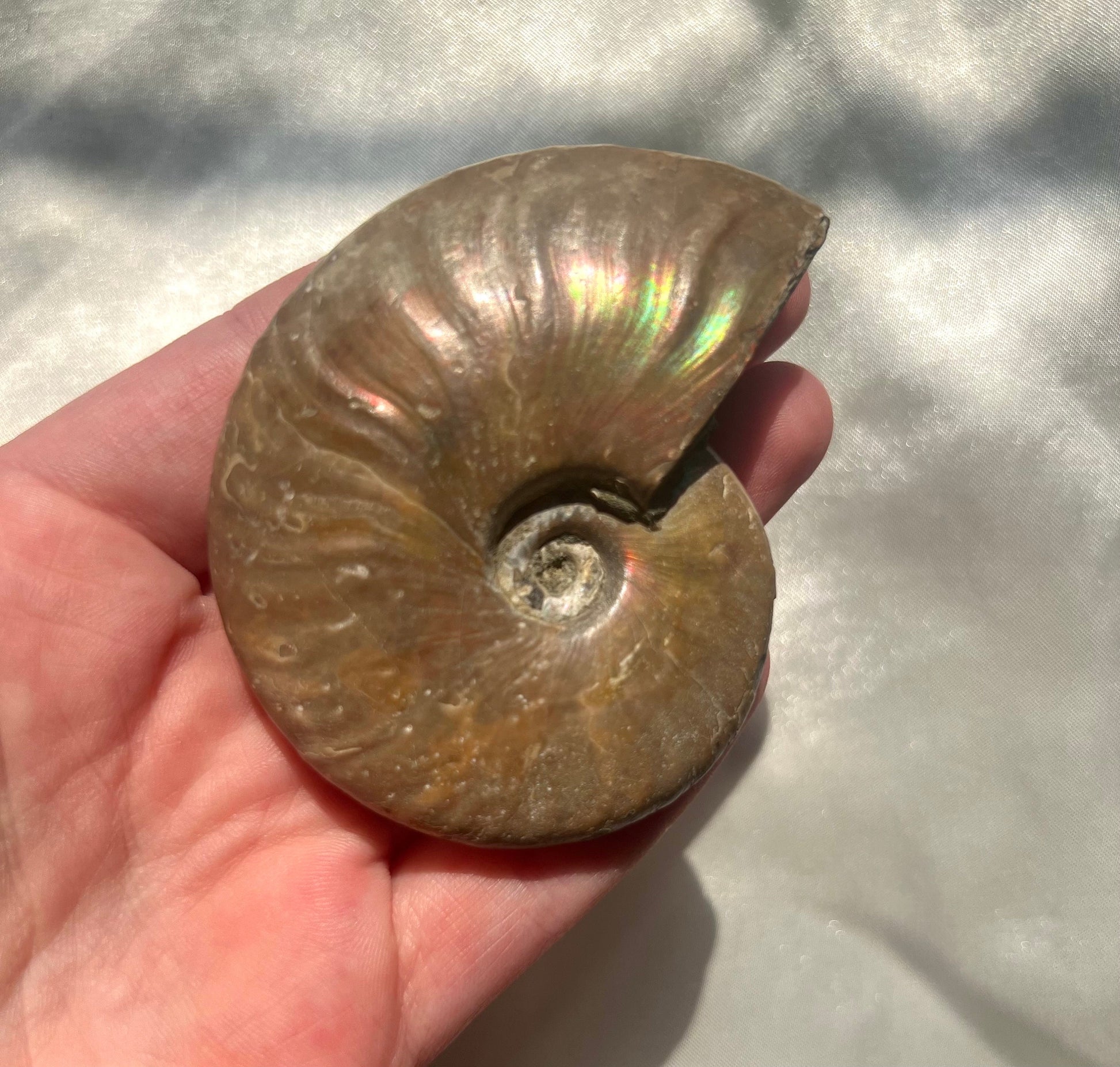 Gorgeous Opalized Ammonite Fossil Jurassic Period Fossil Madagascar Ammonite