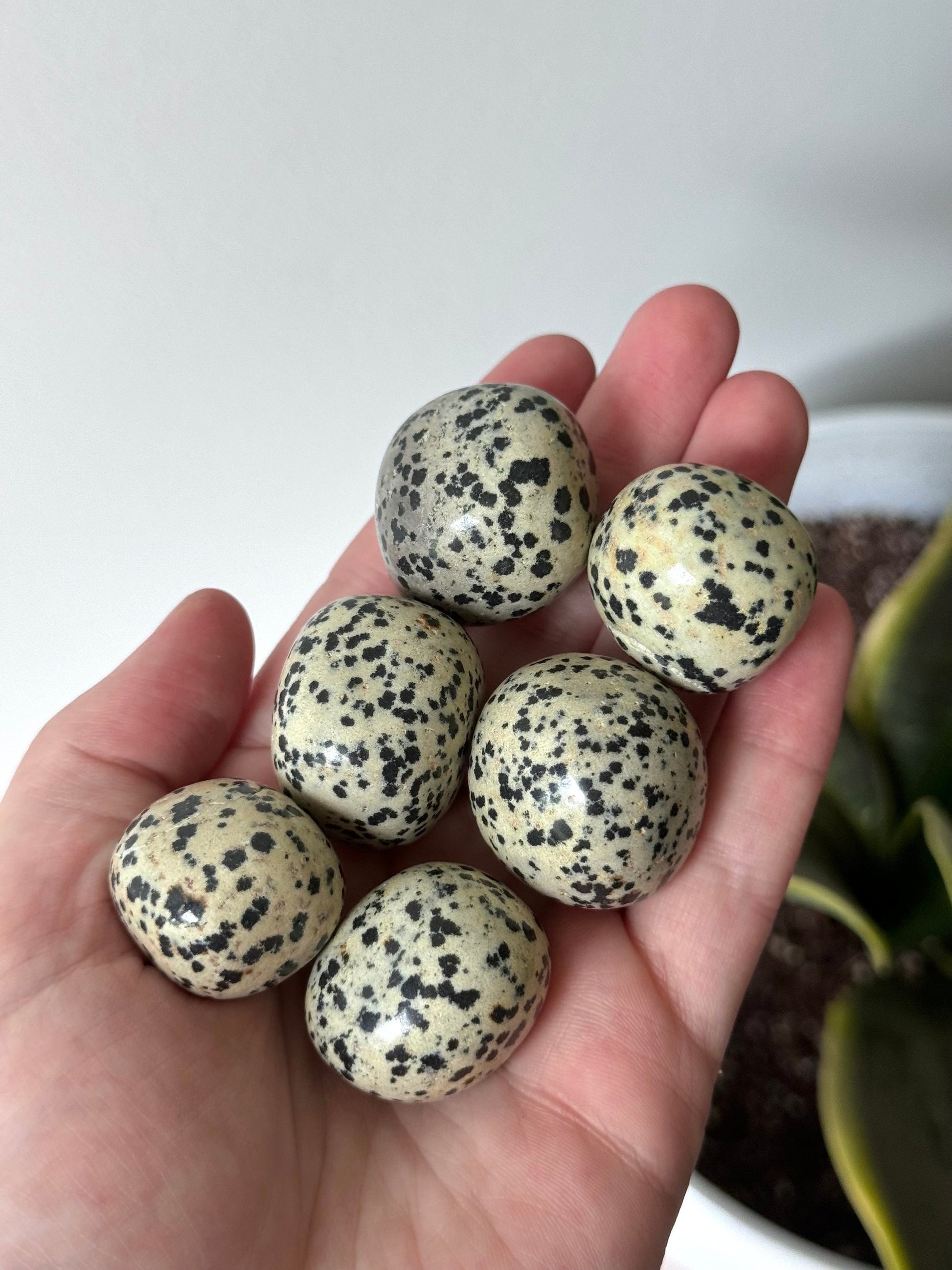 Large Dalmatian Jasper Tumbled Stones | (1) One Dalmatian Jasper Tumble