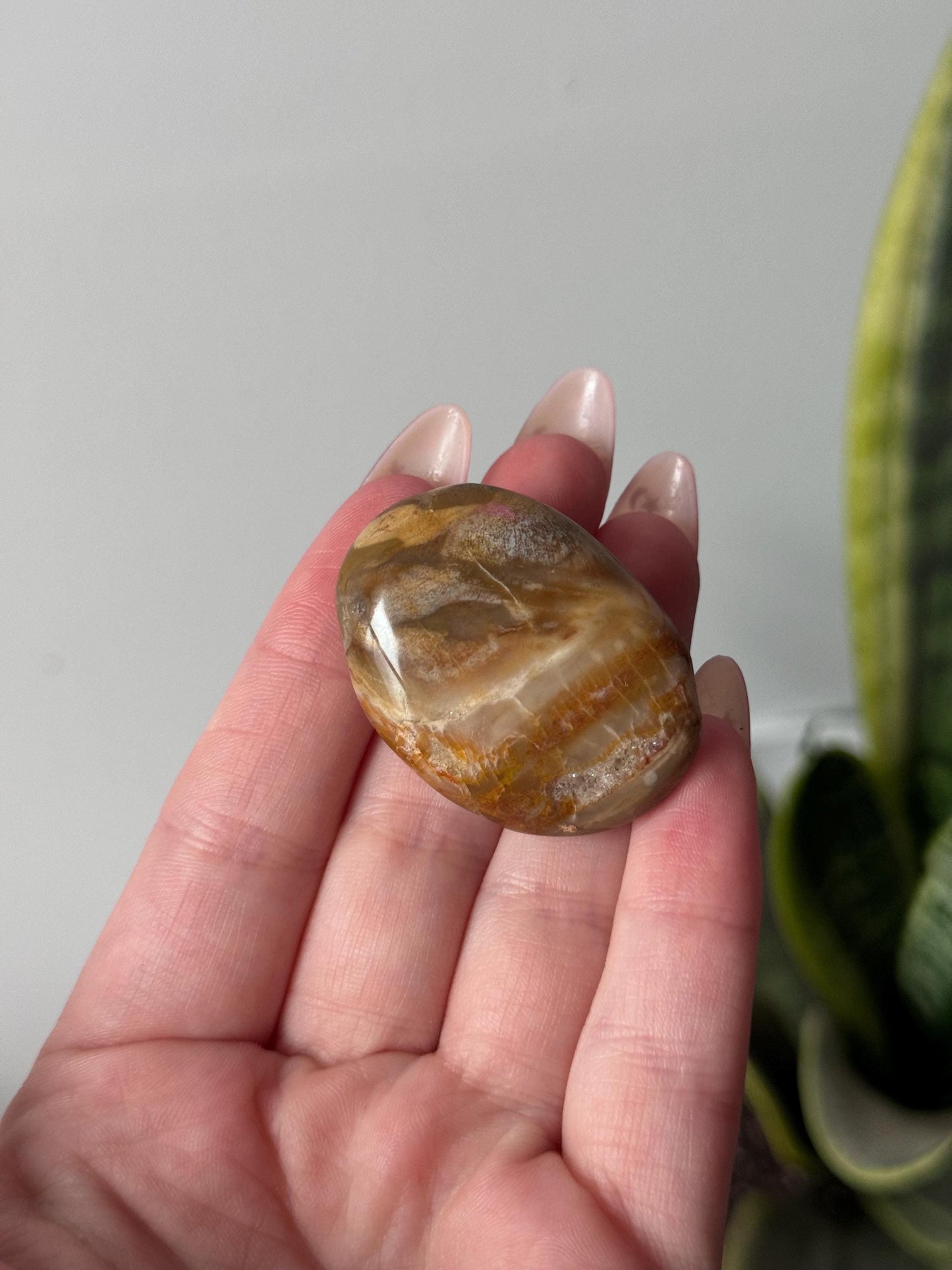 Beautiful Petrified Wood Palm Stones | You Choose Petrified Wood Pocket Stones