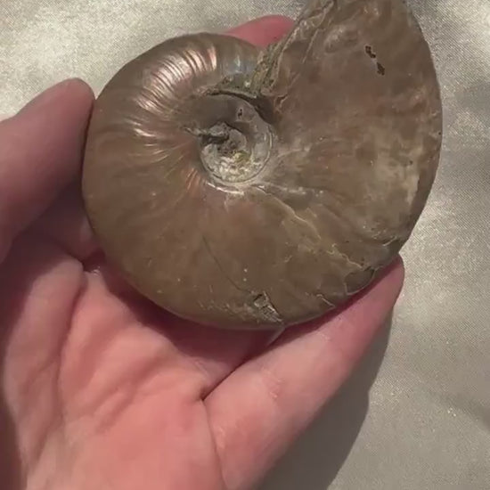 Gorgeous Opalized Ammonite Fossil Jurassic Period Fossil Madagascar Ammonite