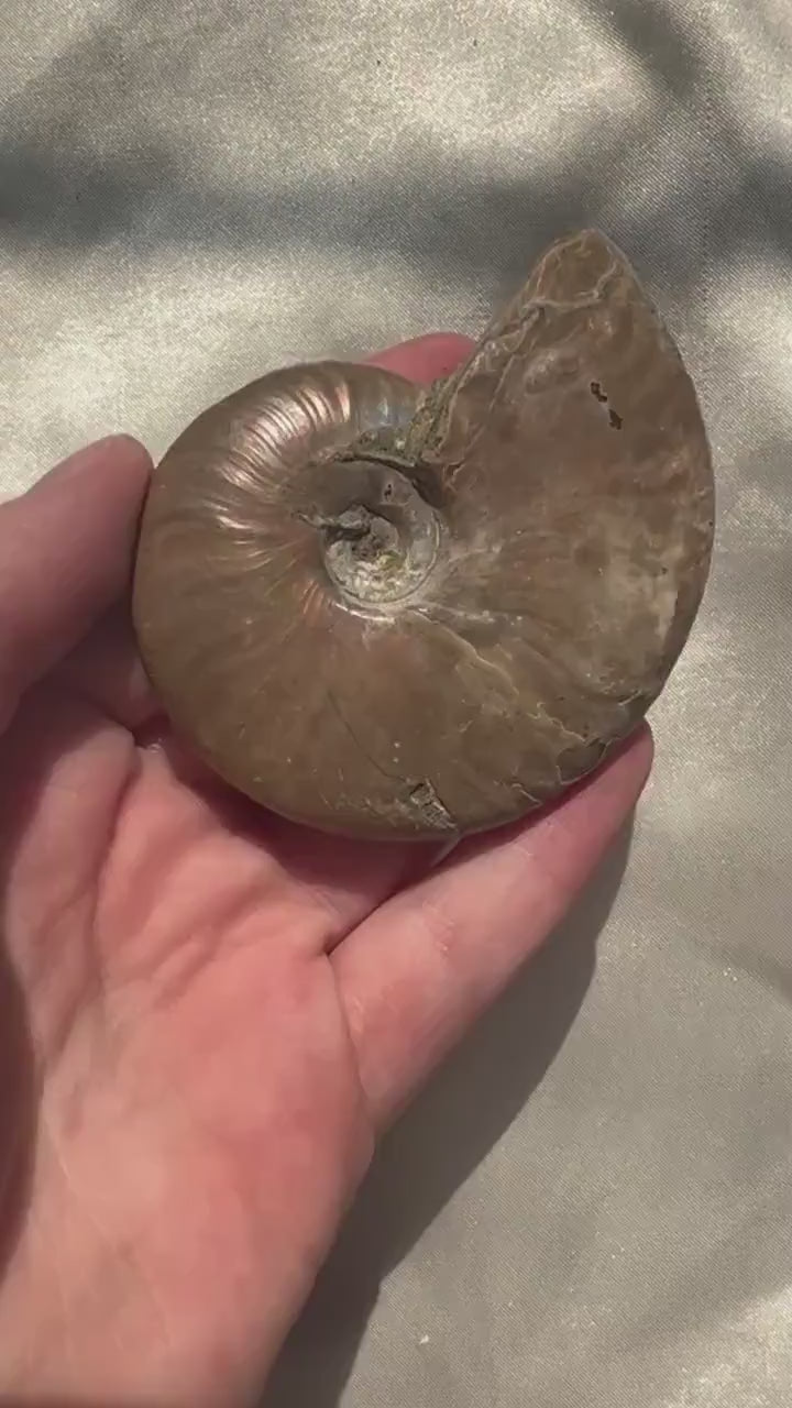 Gorgeous Opalized Ammonite Fossil Jurassic Period Fossil Madagascar Ammonite